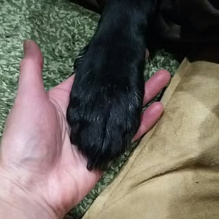 部屋全体/RCの出会いに感謝♡/殺処分のない世界/温かくご覧下さい。/お部屋でなくてすみません...などのインテリア実例 - 2017-01-19 19:12:37