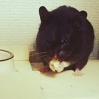 クロクマハムスターのインテリア実例 Roomclip ルームクリップ