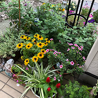 寄せ植え 黄色い花のインテリア実例 Roomclip ルームクリップ