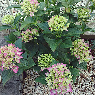 庭/緑が好き♡/築30年リノベーション/紫陽花/手作りの庭...などのインテリア実例 - 2019-06-09 07:30:13