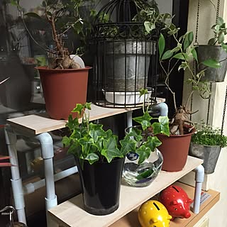 リビング/アイビー/観葉植物/バードゲージ/雲間草...などのインテリア実例 - 2016-03-10 21:14:14