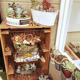 玄関/入り口/多肉植物/ベランダ/100均/3COINS...などのインテリア実例 - 2016-10-14 11:54:19