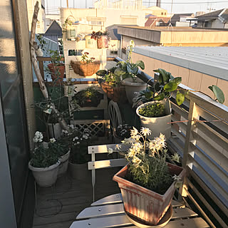 玄関/入り口/2018.5.5☀️/サクラランの蕾がつかない/ガーデンテーブル&チェア/ラティスDIY...などのインテリア実例 - 2018-05-05 18:41:00