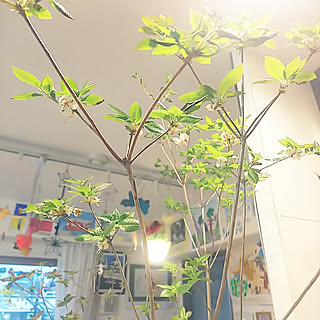 ドウダンツツジの花のインテリア実例 Roomclip ルームクリップ