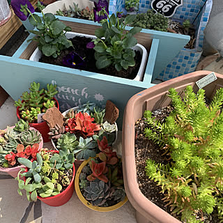 多肉寄せ植え 火祭りのインテリア実例 Roomclip ルームクリップ 多肉寄せ植え 火祭りのインテリア実例 Roomclip ルームクリップ