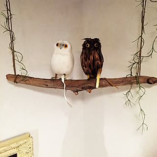 プエブコのフクロウのインテリア実例 Roomclip ルームクリップ プエブコのフクロウのインテリア実例 Roomclip ルームクリップ