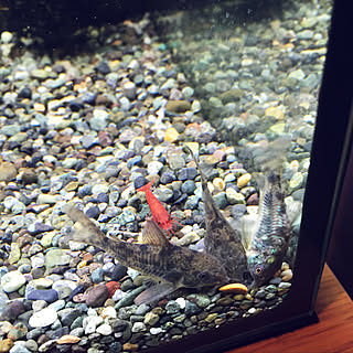 コリドラス コリドラス パレアタスのインテリア実例 Roomclip ルームクリップ