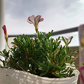 オキザリス バーシカラーのインテリア実例 Roomclip ルームクリップ オキザリス バーシカラーのインテリア実例 Roomclip ルームクリップ