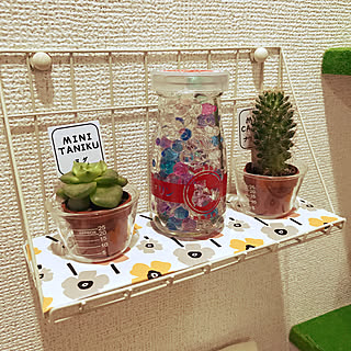 多肉植物/サボテン/消臭剤/芳香剤/賃貸/1R...などのインテリア実例 - 2019-07-16 23:53:40