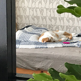 猫/ひとり暮らし/寝室/室内窓/猫の壁紙...などのインテリア実例 - 2018-07-17 08:06:19
