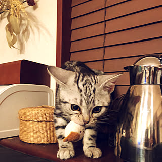 棚/ねこばかりですみません/いいね!押し逃げばかりでごめんなさい。/みなさんの素敵インテリアに憧れます/ねこのいる暮らし...などのインテリア実例 - 2018-01-26 09:07:33