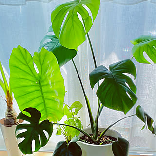 カインズホーム観葉植物 のインテリア実例 Roomclip ルームクリップ