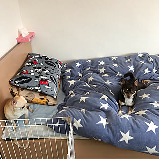 ベッド周り/いいね!ありがとうございます♪/チョコタン/スムースチワワ♡/チワワ2匹飼ってます!...などのインテリア実例 - 2018-12-27 12:54:09