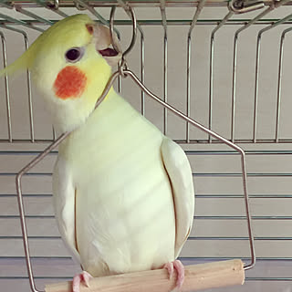 棚 オカメインコのインテリア実例 Roomclip ルームクリップ 棚 オカメインコのインテリア実例 Roomclip ルームクリップ