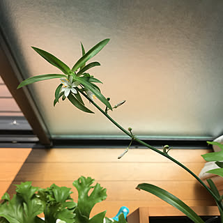 オリヅルランの花のインテリア実例 Roomclip ルームクリップ