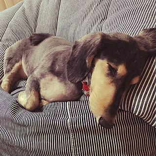 リビング/トリミング後の愛犬/トリミング行ってきました/部屋写じゃなくてごめんなさい/部屋じゃなくてゴメンなさい/ダックスのいる暮らし...などのインテリア実例 - 2018-08-26 18:12:51