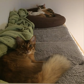 猫用ベッドdiyのインテリア 手作りの実例 Roomclip ルームクリップ