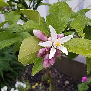 レモンの花のインテリア実例 Roomclip ルームクリップ