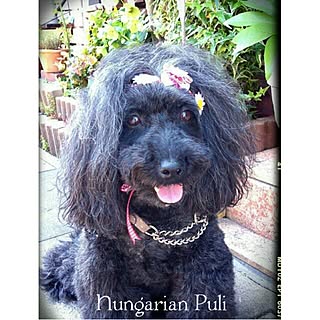 玄関/入り口/犬部♪/しゃれとんしゃあ会/フェイク仲間/コメントお返しまだでごめんなさい‼︎...などのインテリア実例 - 2014-10-24 09:25:53