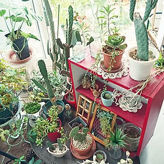 サンルームで植物達と一緒に日光浴 のインテリア実例 Roomclip ルームクリップ サンルームで植物達と一緒に日光浴 のインテリア実例 Roomclip ルームクリップ