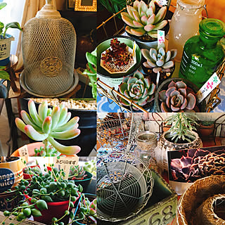 壁/天井/BLUEleaf/雑貨/一人暮らし/多肉植物...などのインテリア実例 - 2017-12-07 19:00:50