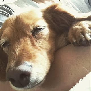 爆睡犬のインテリア実例 Roomclip ルームクリップ 爆睡犬のインテリア実例 Roomclip ルームクリップ