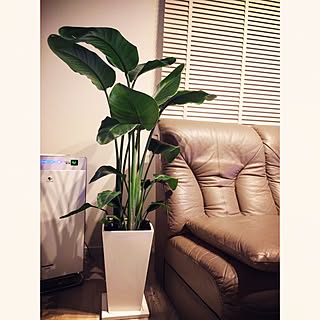 観葉植物 空気清浄機 加湿器のインテリア実例 Roomclip ルームクリップ 観葉植物 空気清浄機 加湿器のインテリア実例 Roomclip ルームクリップ