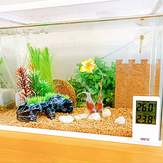 金魚もいますのインテリア実例 Roomclip ルームクリップ