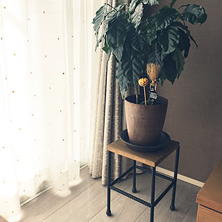 カインズホーム コーヒーの木のインテリア実例 Roomclip ルームクリップ