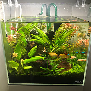 水草水槽 ハニードワーフグラミーのインテリア実例 Roomclip ルームクリップ
