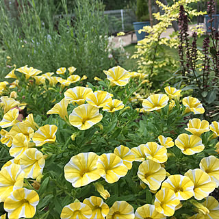 スーパーベル レモンスライスのインテリア実例 Roomclip ルームクリップ スーパーベル レモンスライスのインテリア実例 Roomclip ルームクリップ