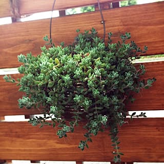 玄関/入り口/玄関ではなく、ベランダです。/多肉植物/連投失礼します(>_<)/サビ缶...などのインテリア実例 - 2016-06-22 17:54:32