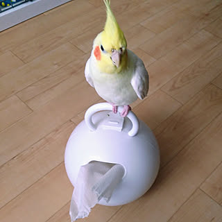 セキセイインコ インテリアじゃなくてごめんなさいのインテリア実例 Roomclip ルームクリップ