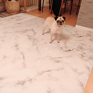 ジョイントマット 犬のいる暮らしのおしゃれなアレンジ 飾り方のインテリア実例 Roomclip ルームクリップ