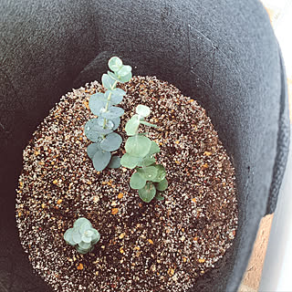 ユーカリ 挿し木に挑戦のおしゃれなアレンジ 飾り方のインテリア実例 Roomclip ルームクリップ