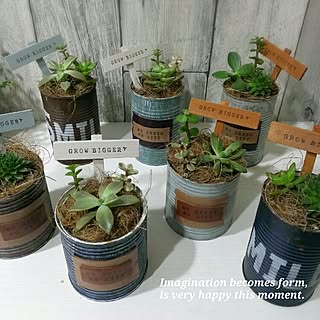 玄関/入り口/7月5日(日)五所川原オルテンシア/イベント作品/多肉寄せ植えまだまだ……/リメ缶のインテリア実例 - 2015-07-04 20:27:30