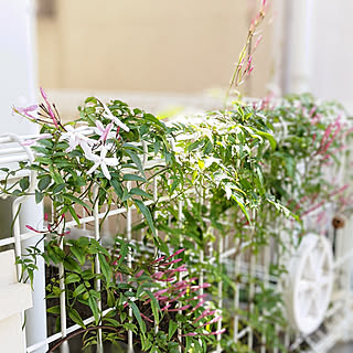 挿し木成功 羽衣ジャスミン鉢植えのインテリア実例 Roomclip ルームクリップ 挿し木成功 羽衣ジャスミン鉢植えのインテリア実例 Roomclip ルームクリップ