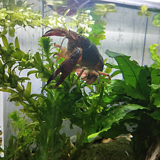 ザリガニ水槽のインテリア実例 Roomclip ルームクリップ