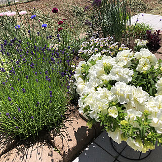 ペンステモン エレクトリックブルーのインテリア実例 Roomclip ルームクリップ