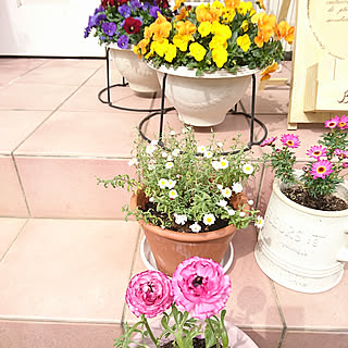バス/トイレ/花のある暮らし/バス トイレではありませんm(__)m/お花に癒されます♡/ビオラ...などのインテリア実例 - 2020-03-15 02:05:44