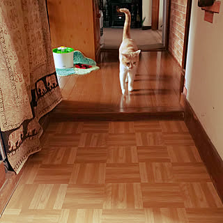 セリア 粘着フロアマットのインテリア実例 Roomclip ルームクリップ セリア 粘着フロアマットのインテリア実例 Roomclip ルームクリップ