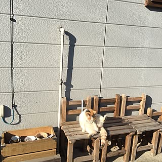 バス/トイレ/バストイレではありません/ココちゃん/日向ぼっこ中。/猫...などのインテリア実例 - 2017-01-10 11:51:02