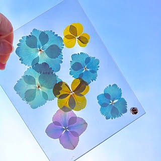 紫陽花押し花のインテリア実例 Roomclip ルームクリップ