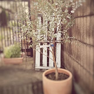 ユーカリ アーチェリーのおしゃれなアレンジ 飾り方のインテリア実例 Roomclip ルームクリップ