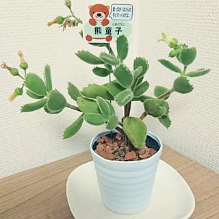 リビング/多肉植物/引っ越し前/かわいい♡/プレゼント♡...などのインテリア実例 - 2016-12-10 02:14:30