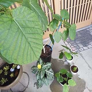 アフェランドラダニアのインテリア実例 Roomclip ルームクリップ