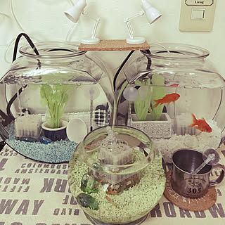 金魚 コリドラスのインテリア実例 Roomclip ルームクリップ