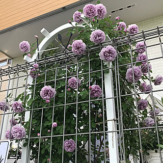 玄関/入り口/押し逃げばかりでごめんなさい/いいね!ありがとうございます♪/小さい庭/建売住宅...などのインテリア実例 - 2018-05-06 19:01:39