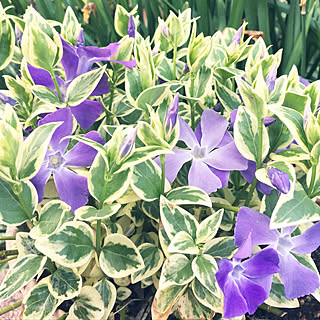 ガーデニング/花のある暮らし/NO GREEN NO LIFE/花が好き/みどりのある暮らし...などのインテリア実例 - 2019-04-07 17:20:30