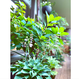 スモークツリー 鉢植えガーデンのインテリア実例 Roomclip ルームクリップ